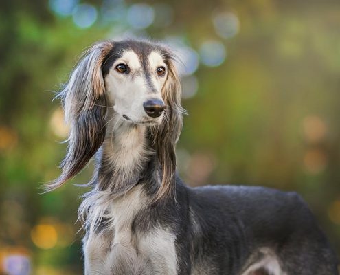 Farmacia Roma Est - veterinaria salute cane