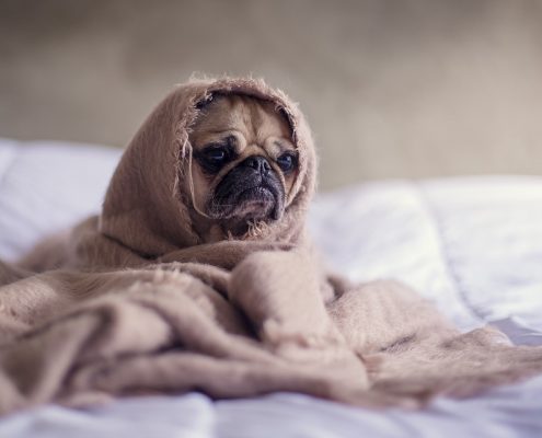 Cane diabete